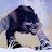 Lycan Pvp